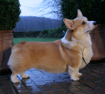 Heym Of Hassellyn Collin Bob