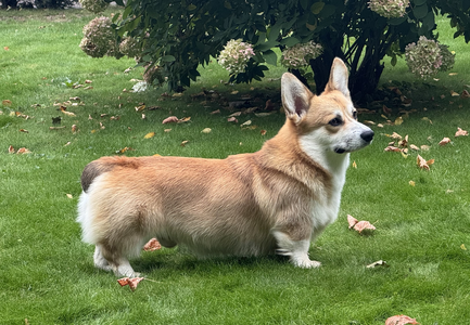 Heym of Hassellyn Leopold Noble Lies for Pixies