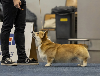 Heym of Hassellyn Leopold Noble Lies for Pixies