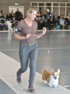 Heym of Hassellyn Lina Noble Lies for Pixies