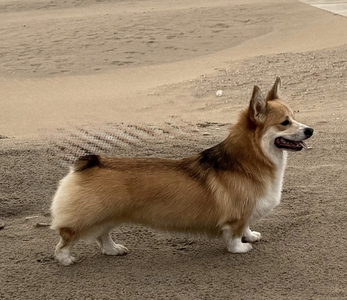 Heym of Hassellyn Lotte Noble Lies for Pixies