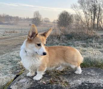 Heym of Hassellyn Ludwig Noble Lies for Pixies