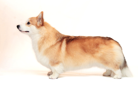 Image Broken