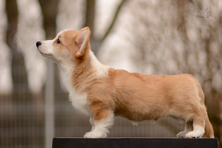Hrafna Flóki of Treowecorgi