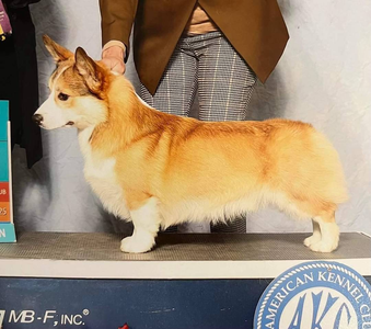 Image Broken