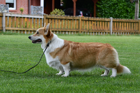 Intriga Severa Selena