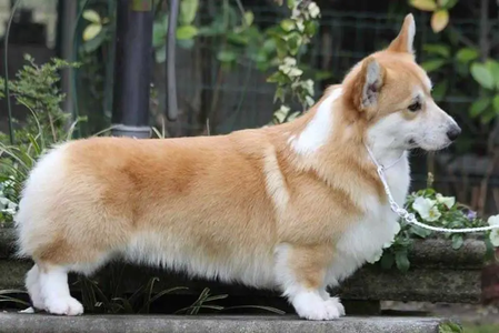 Image Broken
