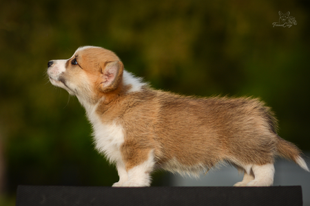 Jazzberry Jam of Treowecorgi