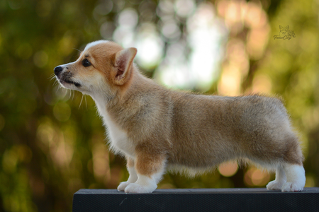 Jukkasjärvi of Treowecorgi (nbt)