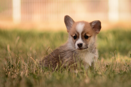 Jukkasjärvi of Treowecorgi (nbt)