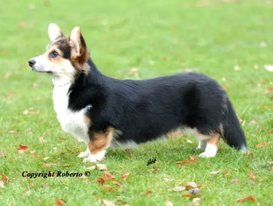 Juwel Of Pennies From Heaven