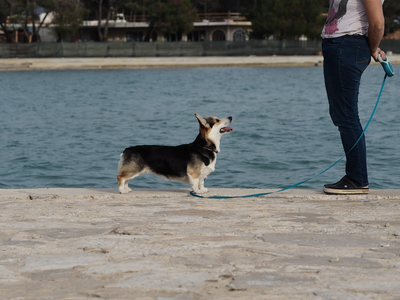 Lady Clarise The Bright Valhalos Sargas