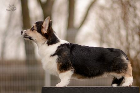 Lagertha the Shieldmaiden of Treowecorgi