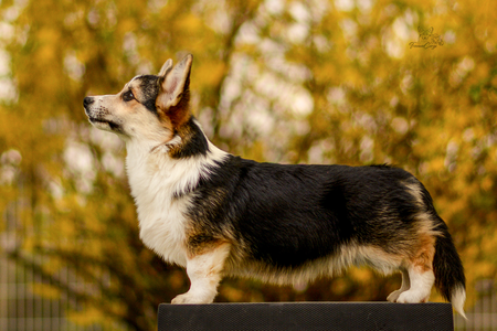 Lagertha the Shieldmaiden of Treowecorgi