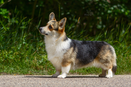 Lagertha the Shieldmaiden of Treowecorgi