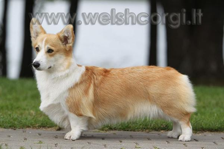 Laif Spring Vukis Heirgirl