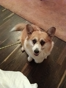 Laika Von Kirchhellen