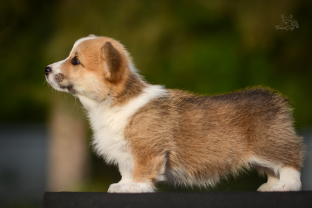 Lavender Blush of Treowecorgi