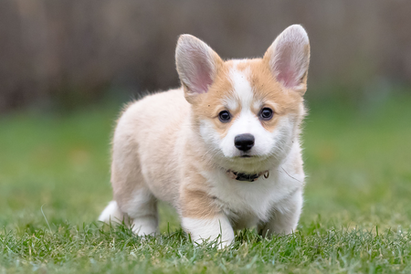 Legacy of Love vom Kalimandscharo