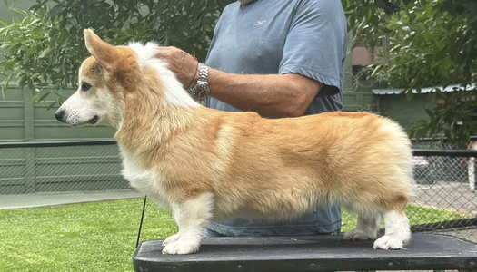 Lin-Kel Flipside  Dream Racing to Alenclaud