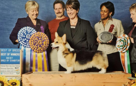 Linincorgi Don't Stop Believin