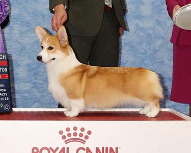 Linincorgi Peanut Butter & Limelite