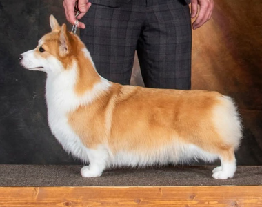 Linincorgi Thick As Thieves at Limelite