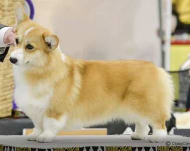 Lionhart's Until That Day