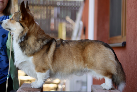 Lionsace Forever After All