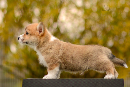 Lord of the Rings at Treowecorgi