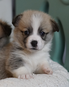 Lower Saxon Girl on Fire