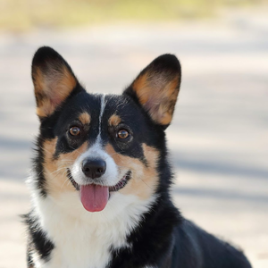 Lucky Lady Spice Pems