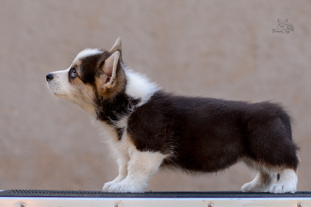 Machapuchare of Treowecorgi