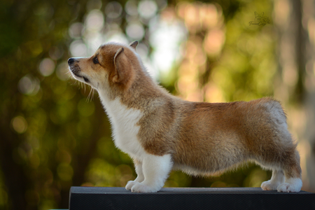 Magiskt Norrsken of Treowecorgi