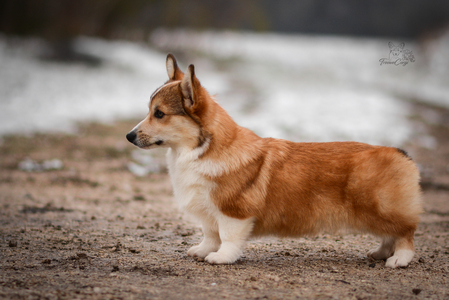 Magiskt Norrsken of Treowecorgi