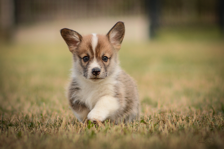 Magiskt Norrsken of Treowecorgi