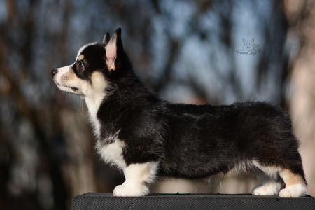 Majestic Oak of Treowecorgi