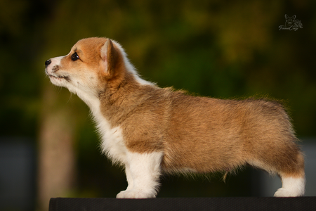 Mango Tango of Treowecorgi