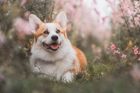 Manonfach Rune of Dracos