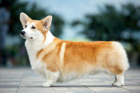 Image Broken