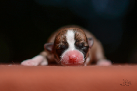 Midnattssol of Treowecorgi