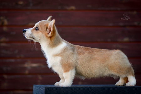 Midnattssol of Treowecorgi
