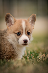 Midnattssol of Treowecorgi