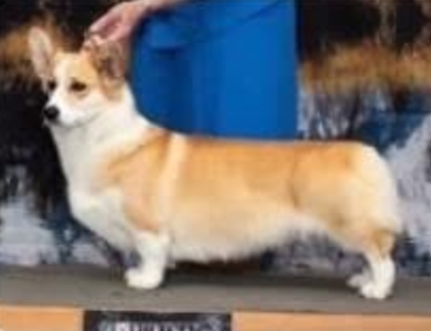 Image Broken