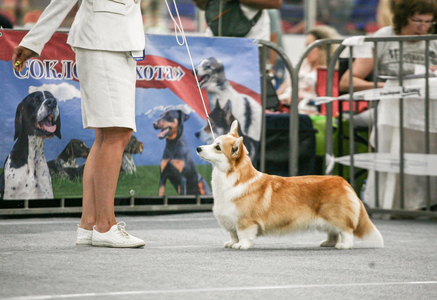Mistycor Bubbles In Champagne