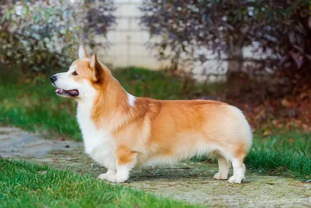 Mistycor Ultramontane Jerminal Misty