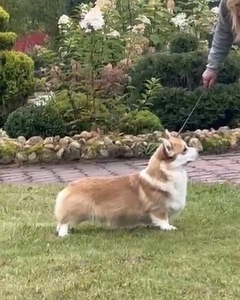 Monsolana Fest Dream