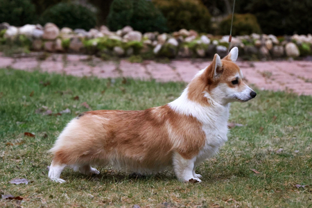 Monsolana Starry Eyes