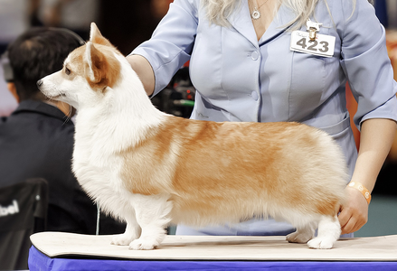 Monsolana Storry Eyes