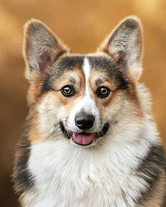 Moonglow Moss of Treowecorgi